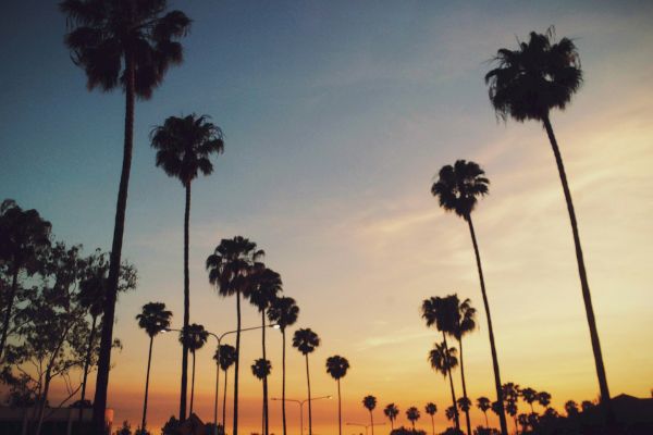 Tall palm trees silhouetted against a colorful sunset sky with orange and blue hues in the background.