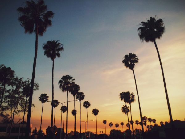 Tall palm trees silhouetted against a colorful sunset sky with orange and blue hues in the background.